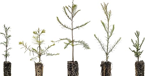 Secoyas del mundo Colección de 5 plántulas de árboles The Jonsteen Company