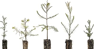 Redwoods of The World | Collection of 5 Tree Seedlings | The Jonsteen Company