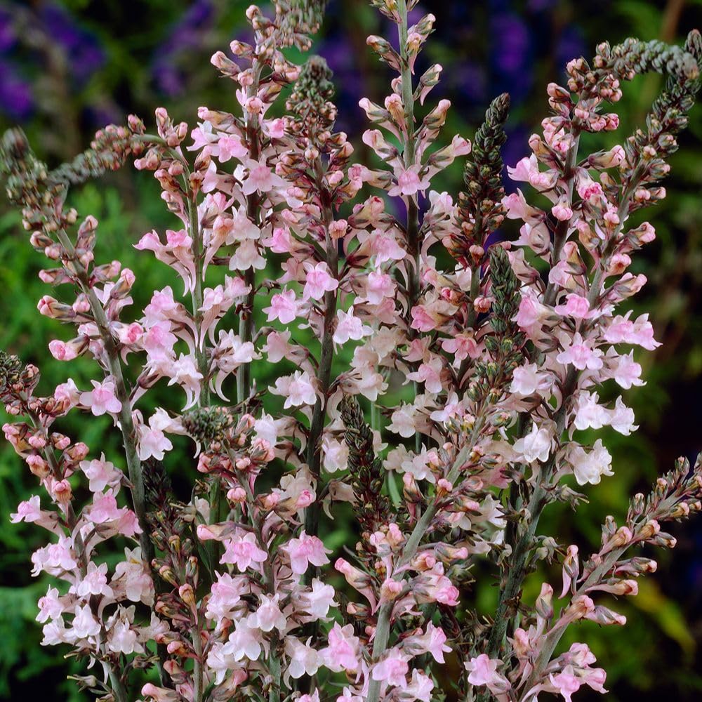 Linaria Purpurea Toadflax Hardy Perennial Purple Flower Blooms Cottage Garden Wildlife Friendly 1x 1 Litre Pot by Thompson and Morgan