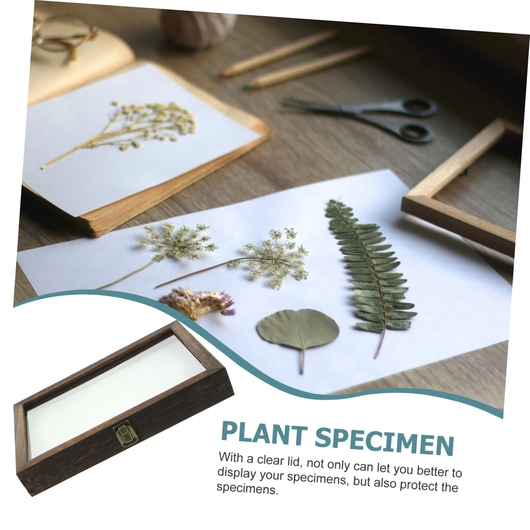 ERINGOGO Boîte De Présentation En Bois Avec Couvercle Transparent 31X8.66X1.85 Pouces Vitrine Pour Cadre De Rangement De Spécimens D'Insectes Et Pour Collection Et Affichage