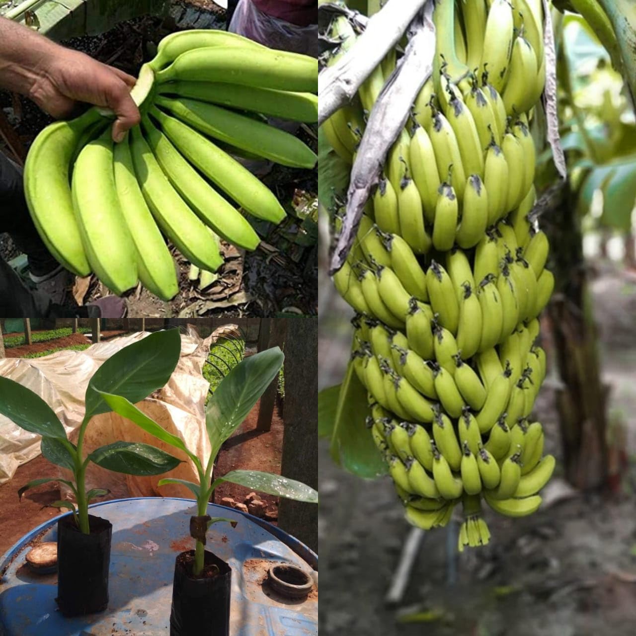 Golden Bloom 2 Original G9 tissue Culture Banana Plant 2 Plants (B0C7D2Q1BD) Amazon Price History, Amazon Price Tracker