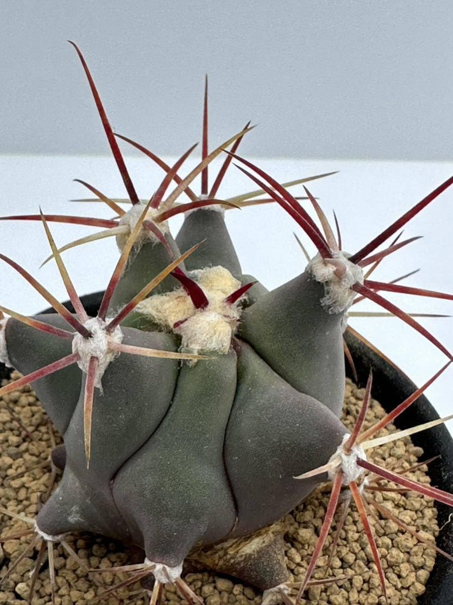 Amazon.co.jp: Ferocactus emoryi (フェロカクタスエモリー)江守 実生 