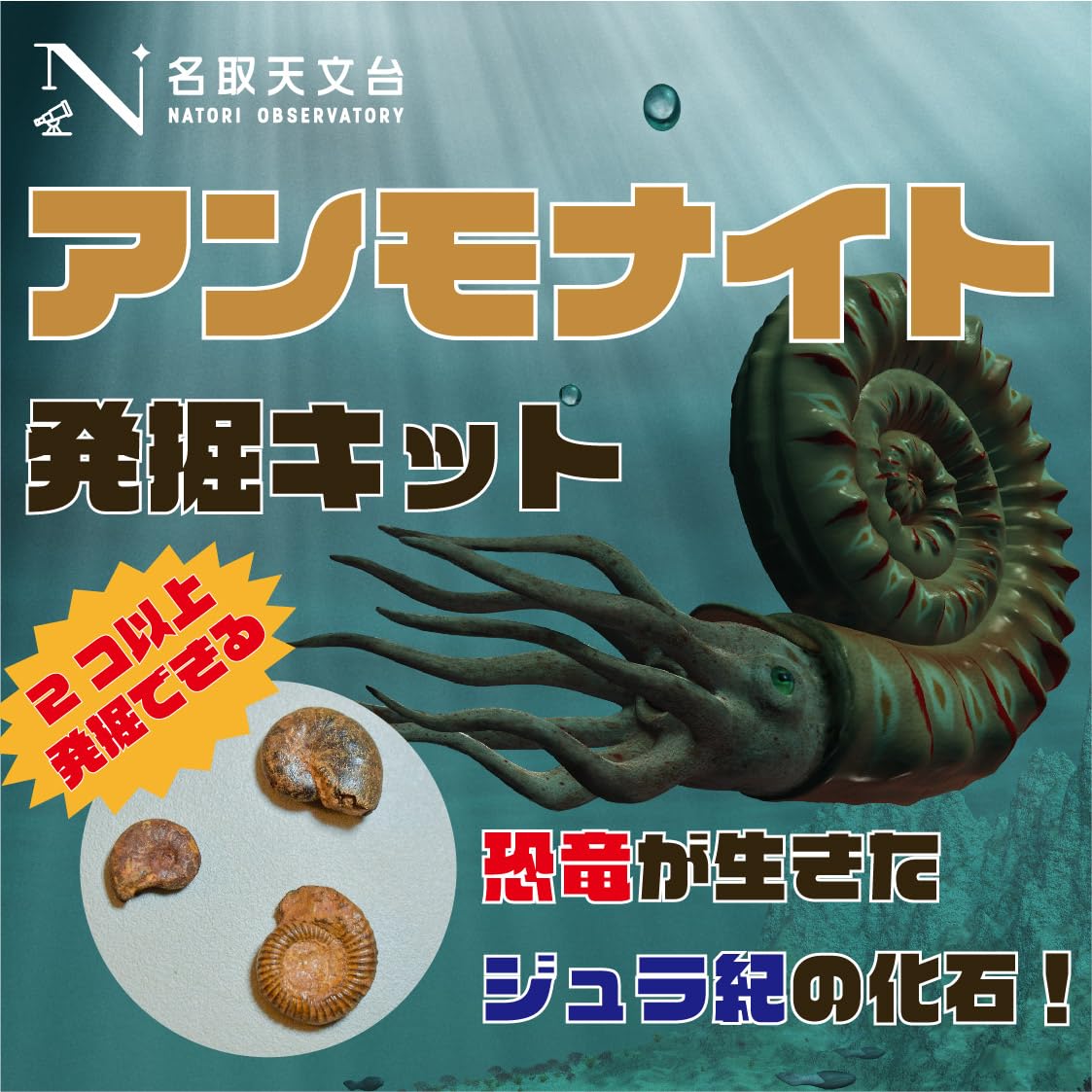 ジュラ紀　アンモナイト イングランド・ドーセット産のジュラ紀のアンモナイト、パーキン