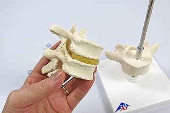 Amazon.co.jp: 環椎・軸椎，頚椎が1つ，胸椎が2つ，腰椎が1つの脊椎