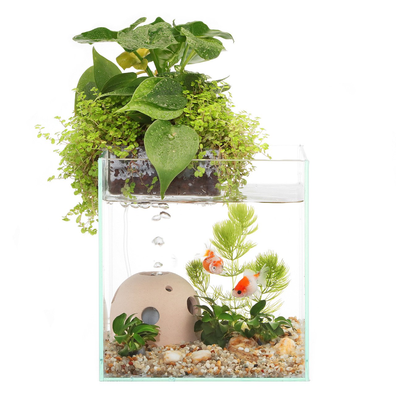 Amazon | アクアテリア N160 金魚用（ガラス水槽と水耕栽培