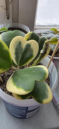 Fangblatt - Hoya kerrii variegata Gr. L - rankende flammende Herzen -  panaschierte Porzellanblume/Wachsblume - pflegeleichte Zimmerpflanze :  Amazon.de: Garten