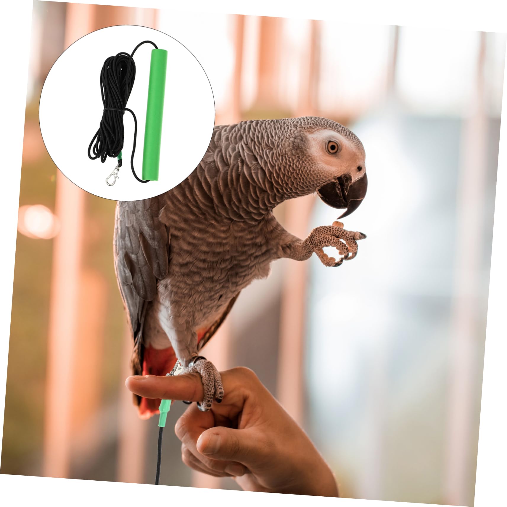 2piezas Arnés De para Aves y Roedores De Resistente Mordeduras para Entrenamiento y Paseos