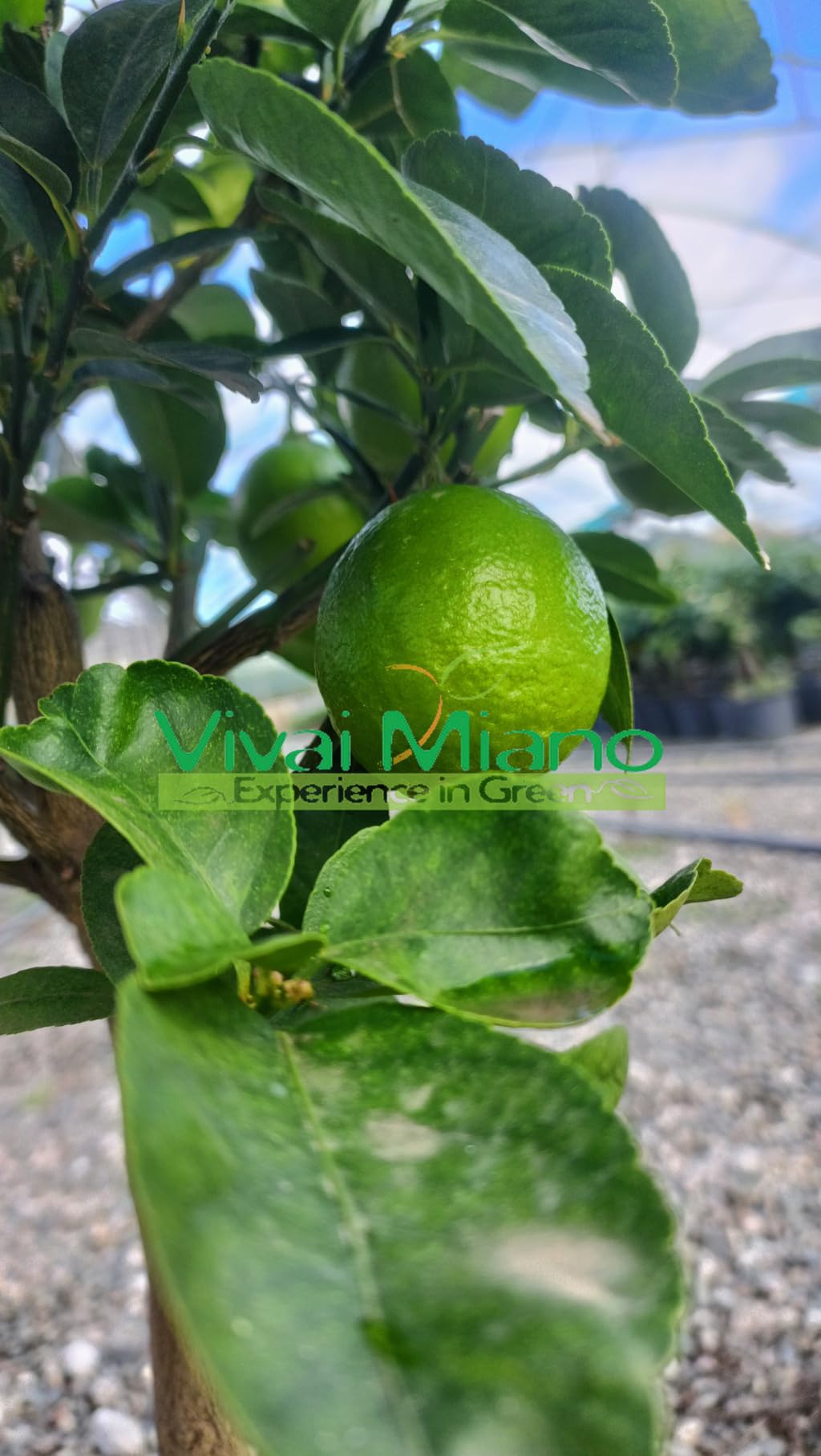 Pianta di Lime del Mexico (vaso - 20) - Immagine reale