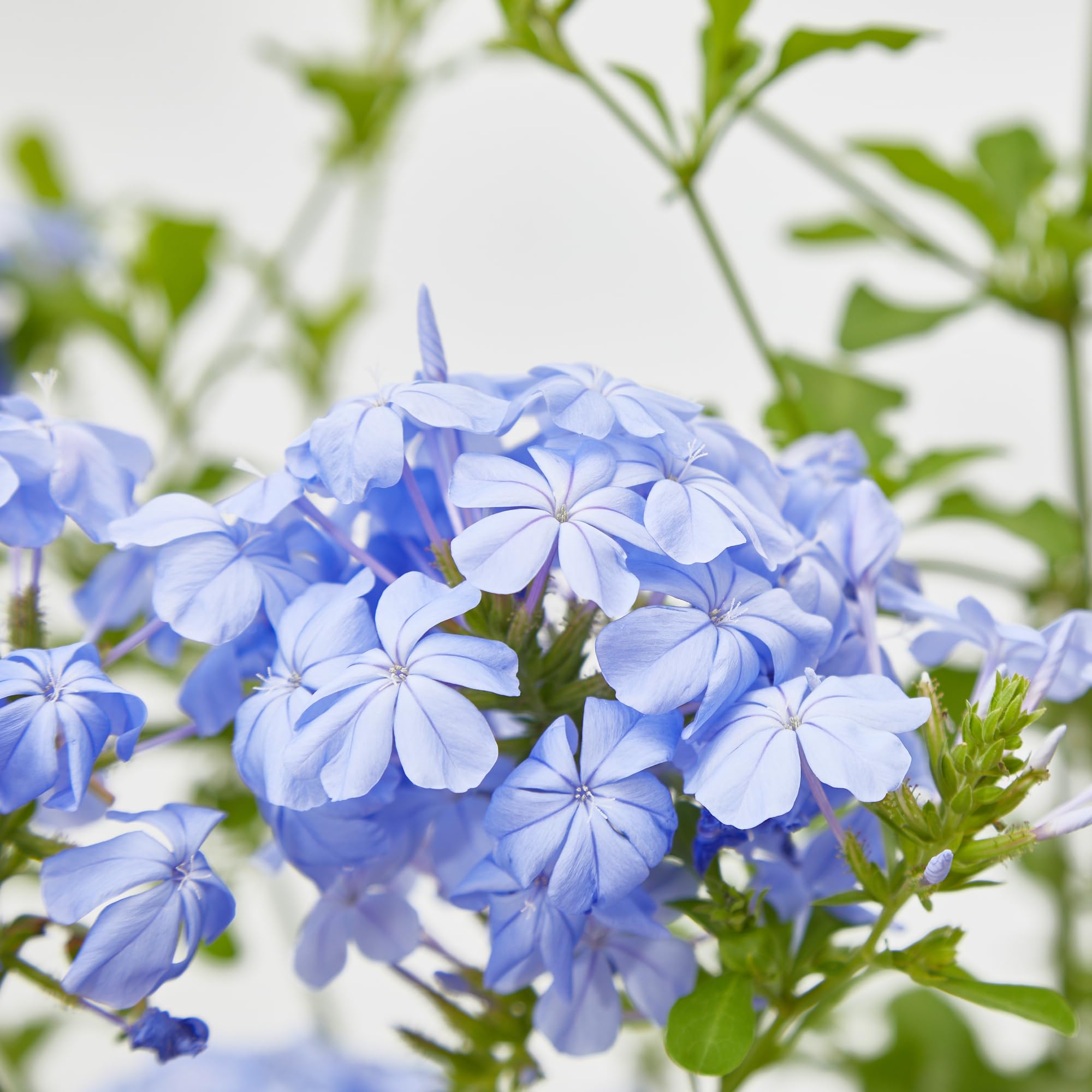 Verdecora Jazmín Azul | Planta natural de exterior en maceta de 3L | Plumbago Azul - Plumbago del Cabo - Jazmín del Cielo | Planta trepadora | Planta natural de exterior con flor |