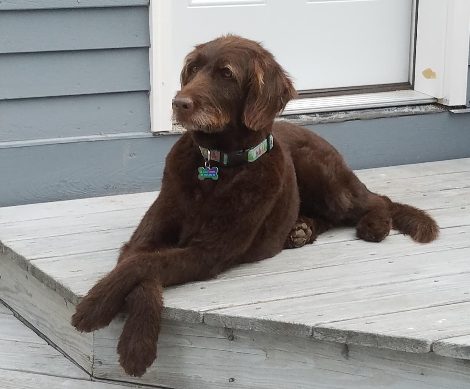 great info if you are going to rescue a dog.