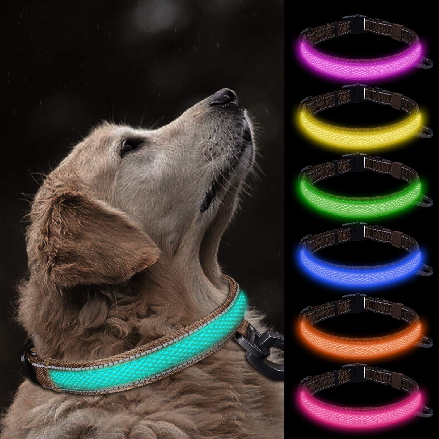 Professional dog collars Clearance