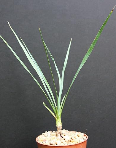 Yucca ROSTRATA Exótico color azul Joshua Tree Hardy Desert Caudex Cacti 4 Planta