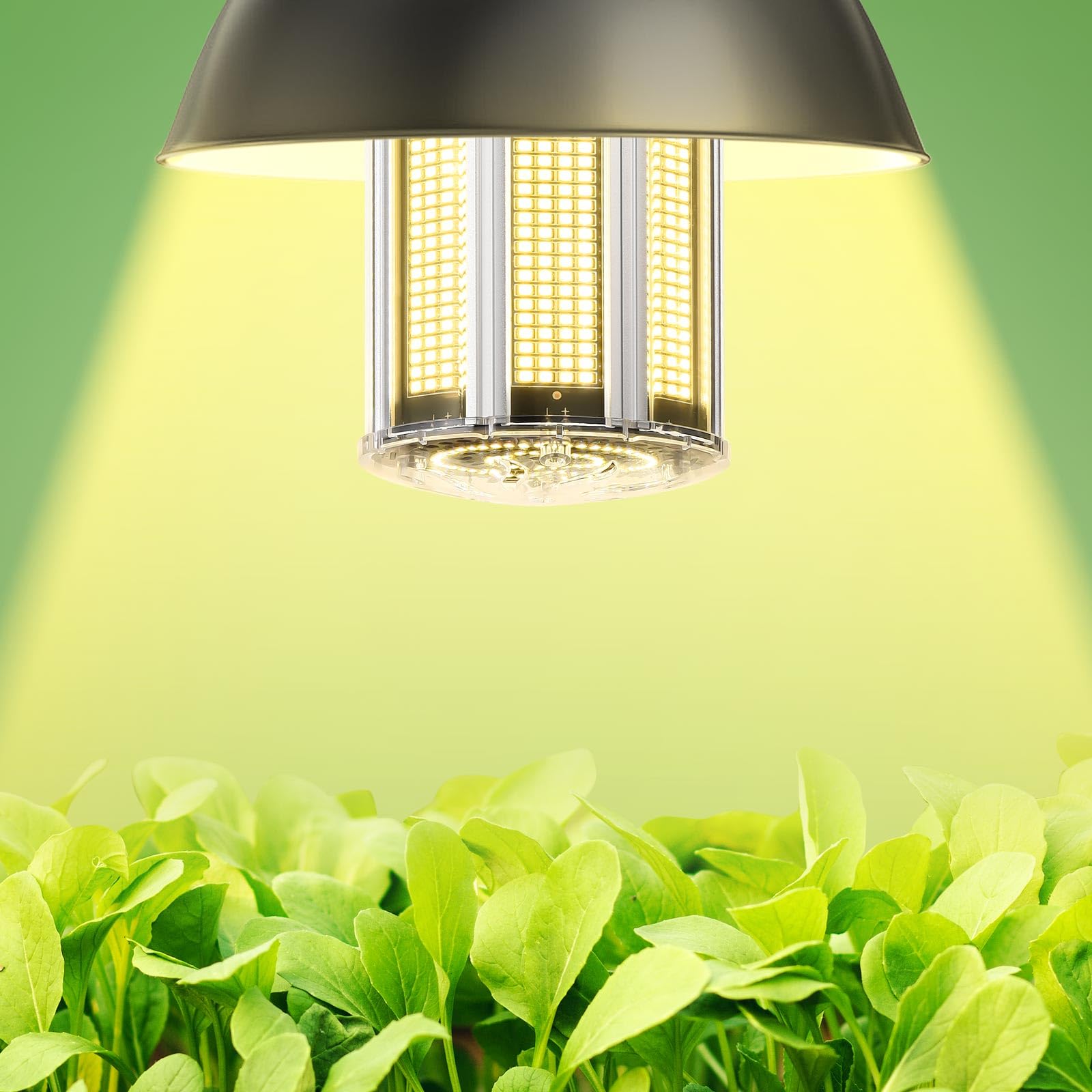 DragonLight 2025 Neueste 240W Superhell Mais Licht LED Glühbirne(Ersetzt 1400Watt) - E40 LED Lampe 4000K 32,400 Lumens - Gut für Werkstatt Straßenleuchte und Gewächshäusern Zimmerpflanzen