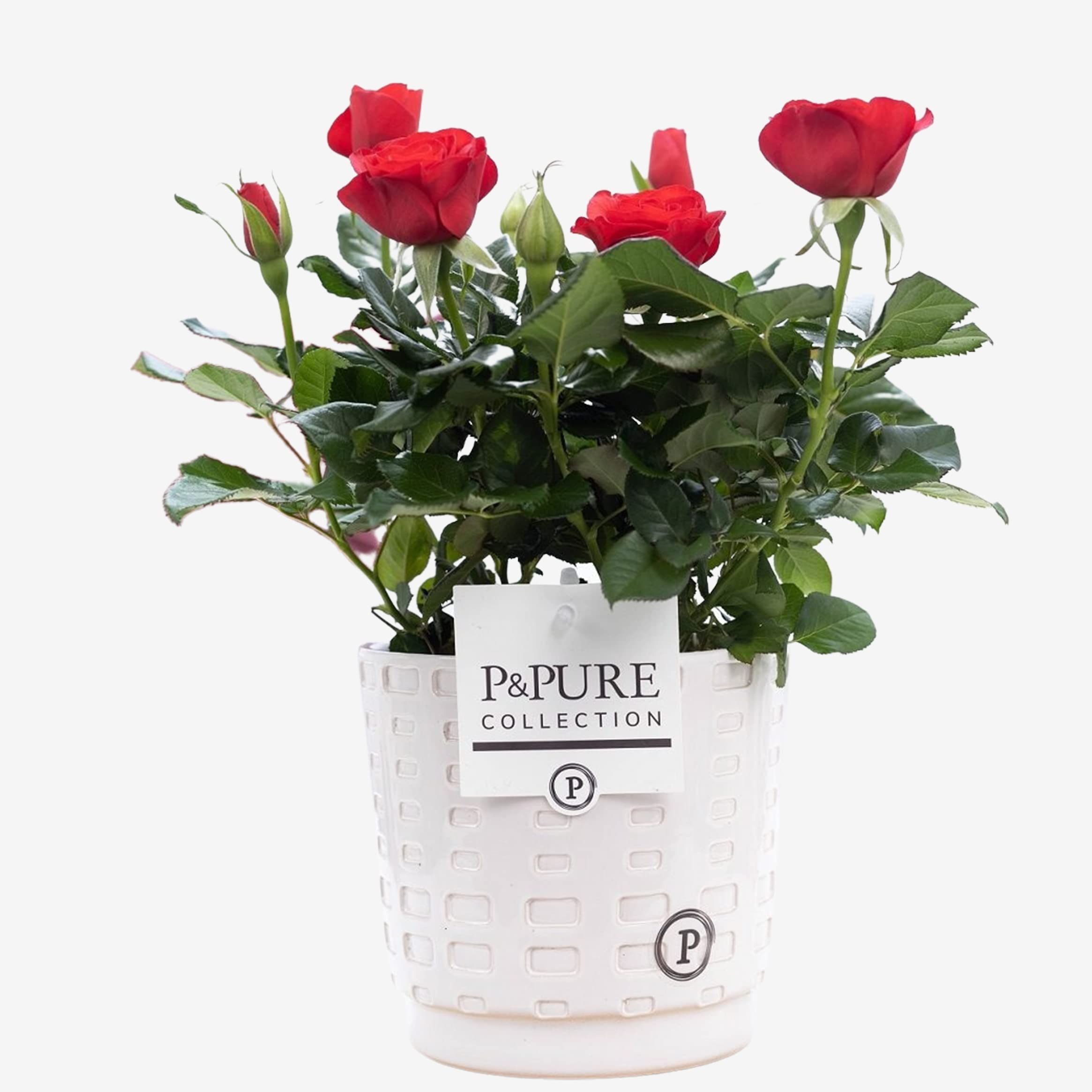 Red Rose Plant With Pot - Indoor Houseplant for Office, Home, Bedroom, Kitchen, Living Room - Air-Purifying Real Plant