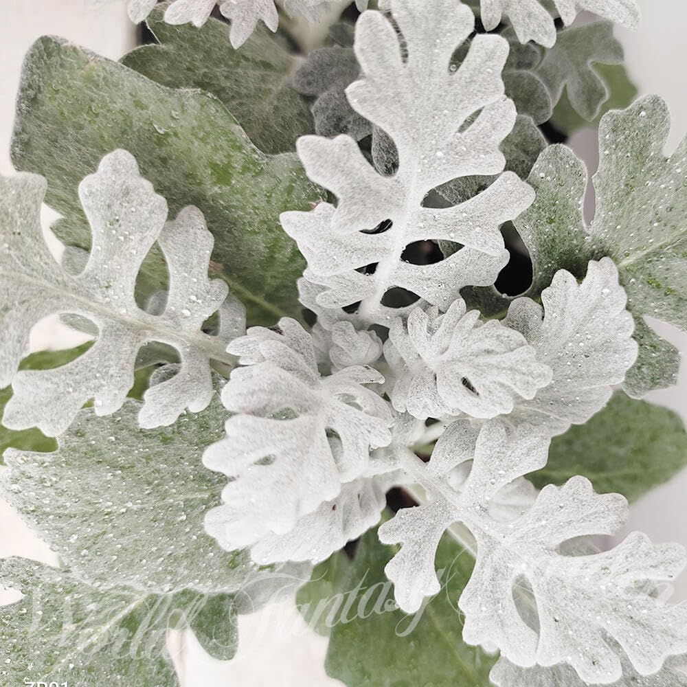 Amazon｜ハッピーガーデン 花苗 白妙菊 シロタエギク 3鉢セット 3～3.5