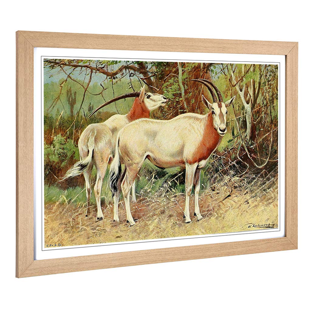 Big Box Art Framed Print of Vintage W Kuhnert Sable Antelope Design | Wall Art Picture | Home Decor for Kitchen, Living Room, Bedroom, Hallway, Oak, A2 / 24.5x18 Inch / 62x45cm