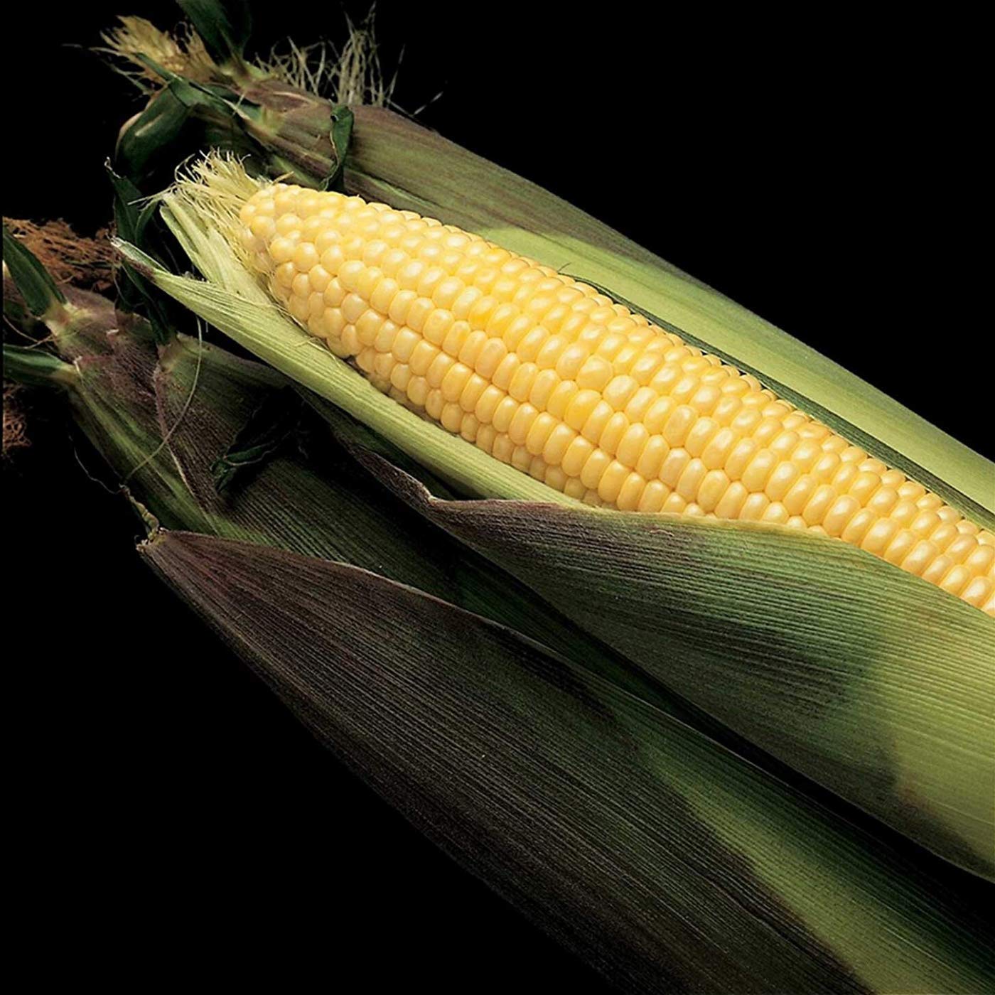 Kandy Korn Hybrid Corn Garden Seed