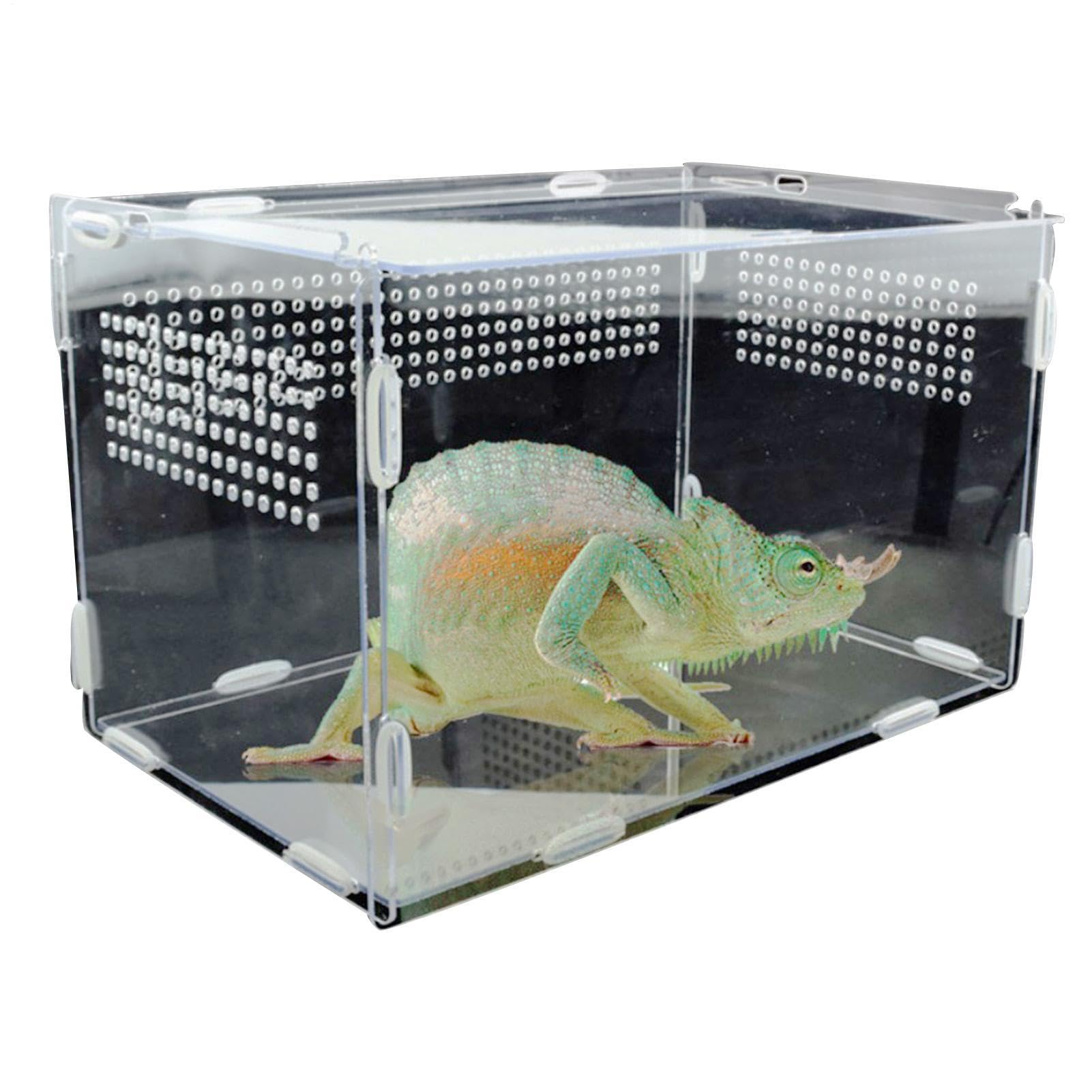 Terrarium tarentule clair pour observer votre lézard ou grenouille à la maison