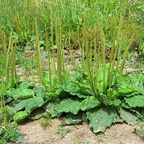 500 semillas de plátano de hoja ancha Plantago Major Semillas de plantas médicas orgánicas sin OMG para jardín privado de rápido crecimiento bajo