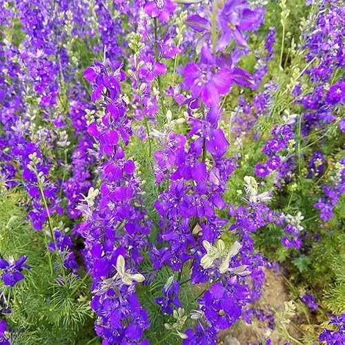 Miniatura 5 de Más de 200 semillas de delphinium de colores mixtos, gigantes, subpinos, espuros, semillas de jardín coloridas para plantar