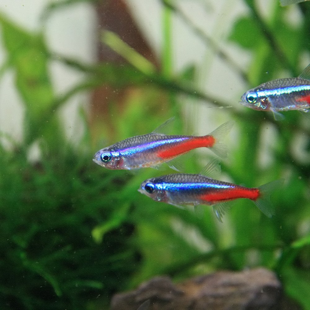 Amazon | (熱帯魚)ネオンテトラ （Lサイズ約2-2.5cm）＜25匹