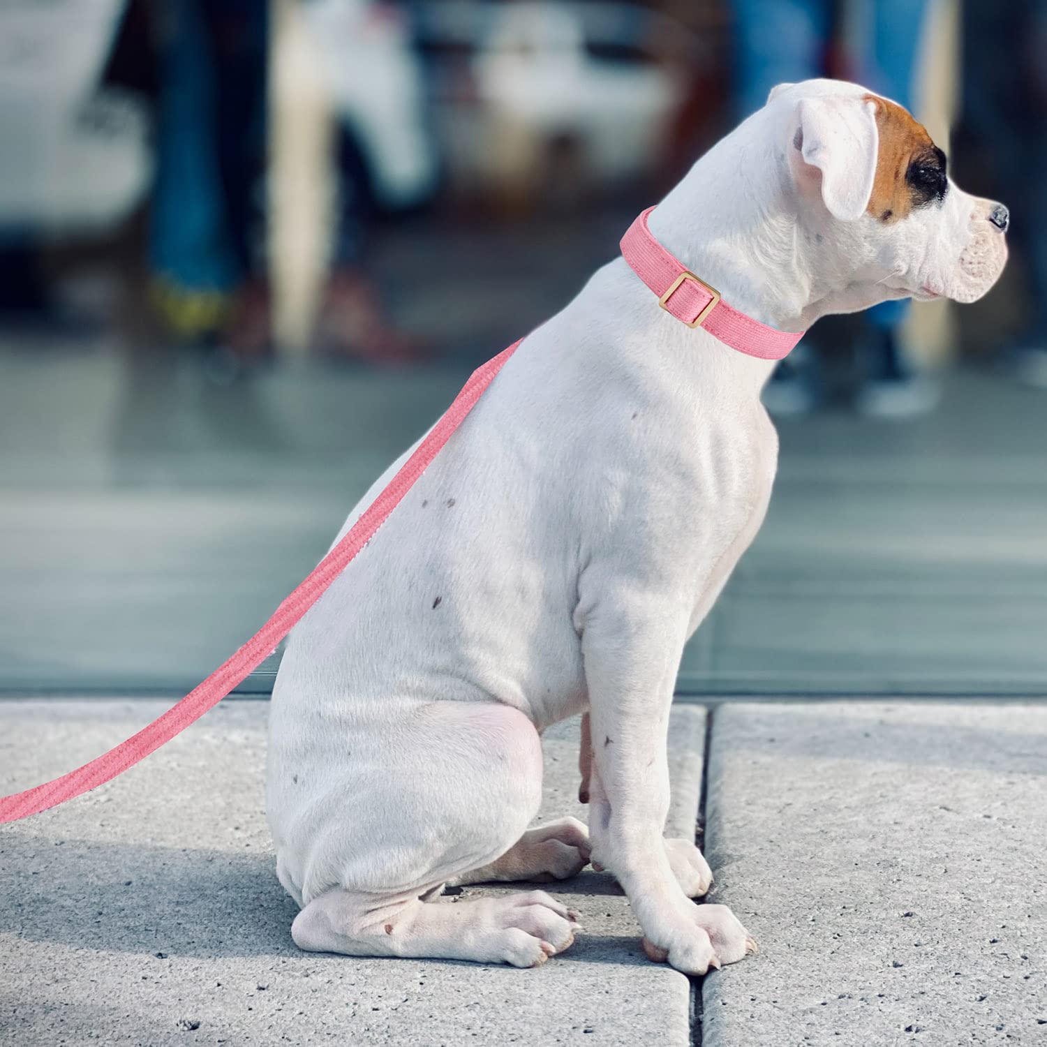 Correa de pana de algodón suave con cierre de metal dorado para perros pequeños, medianos y grandes, el collar a juego se vende por separado (M, rosa)