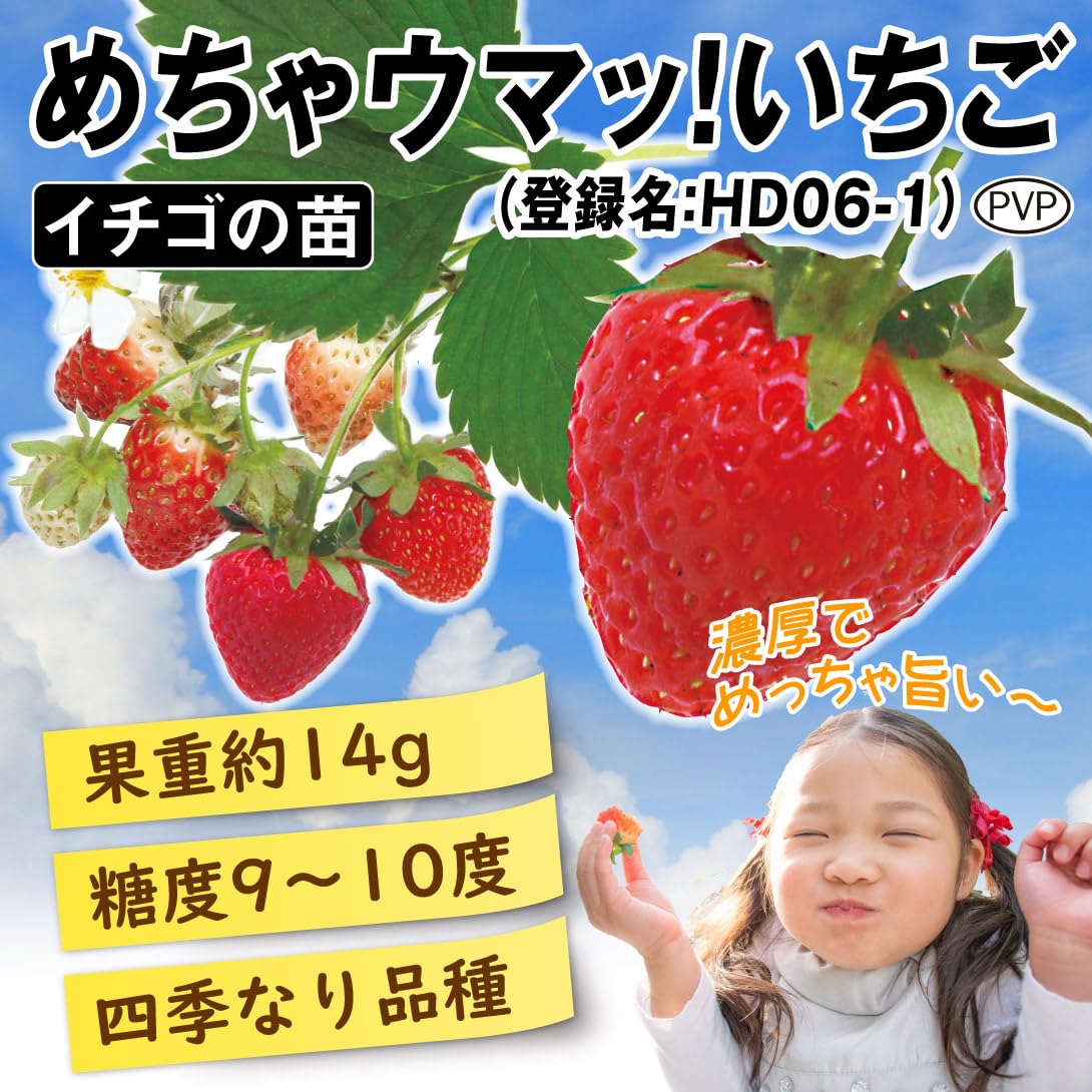 Amazon.co.jp: いちご苗 デカッウマッ！いちごセット 2種4株 / 国華園