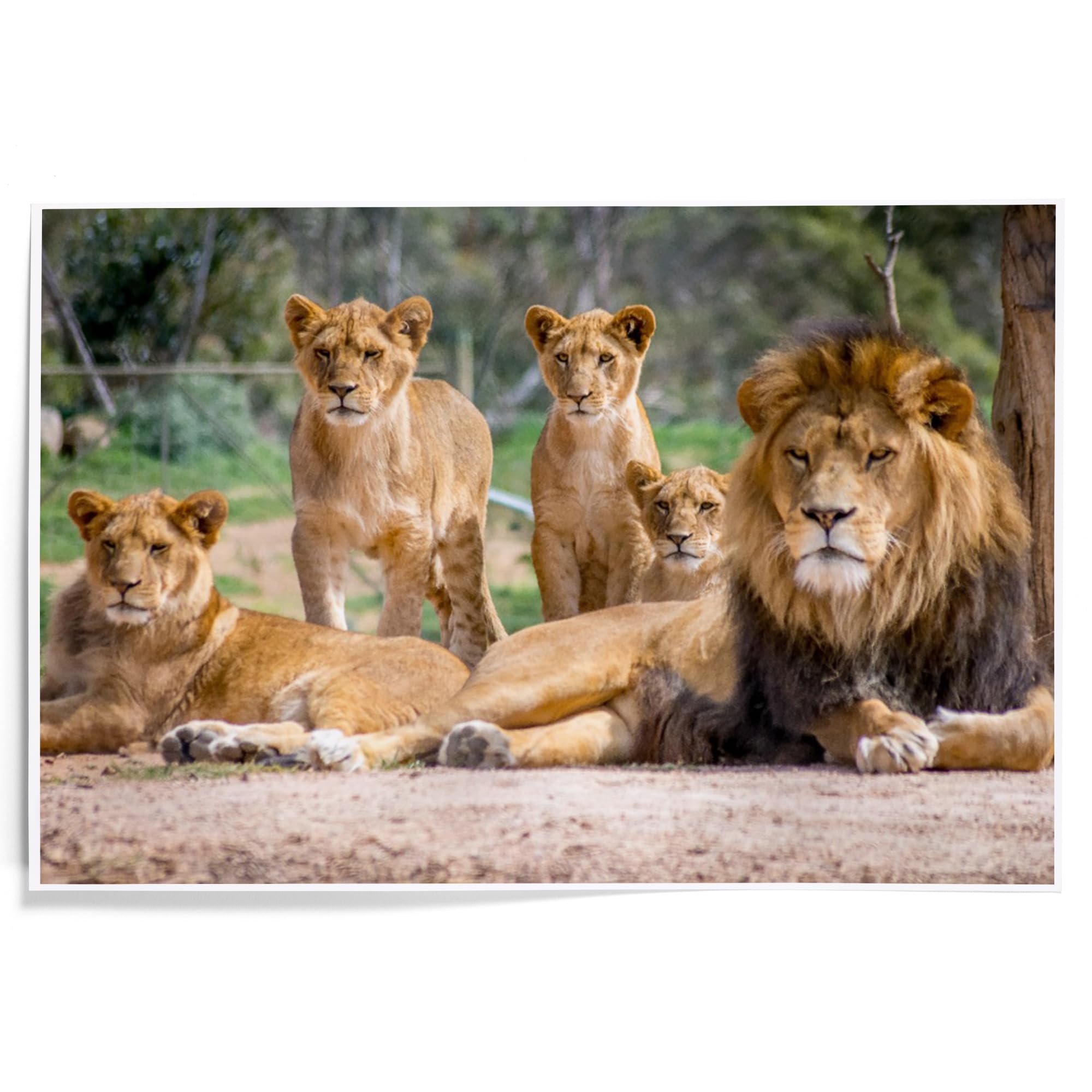 Amazon.com: Lantern Press 12x18 Inch Art Print Wall Decor, Lion