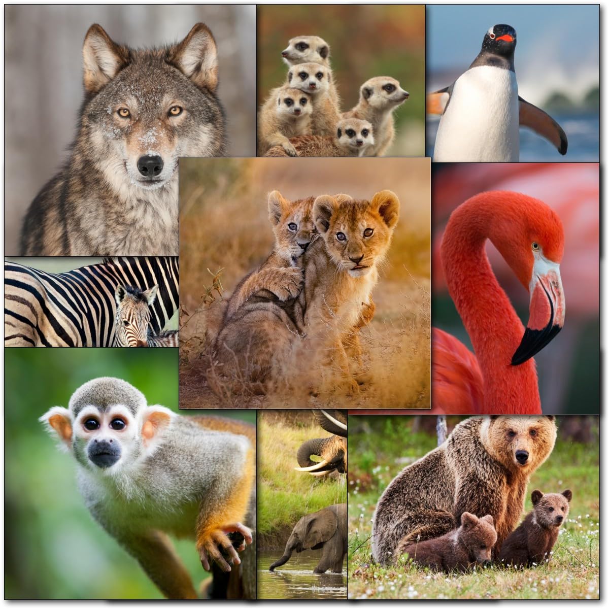 doodlecards Pack 10x Mixed World Wildlife Blank Cards. Ideal for birthday. Lions Elephants Monkeys Flamingo Panda Penguin Wild Animal Cards with envelopes. 100% Recyclable. Made in the UK.