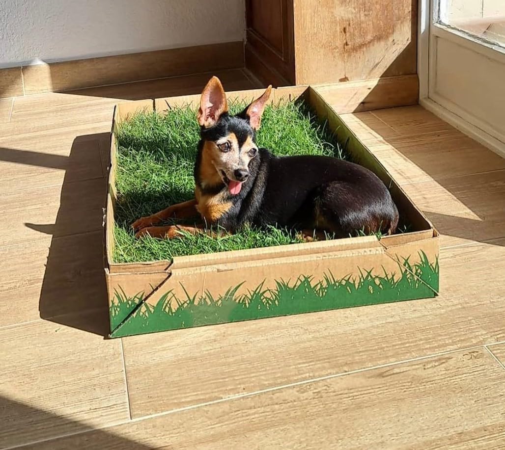 Gazon 100% Naturel, Lit, Serviette, Alternative écologique pour Chiens Chats Rongeurs, Standard (60x40cm)