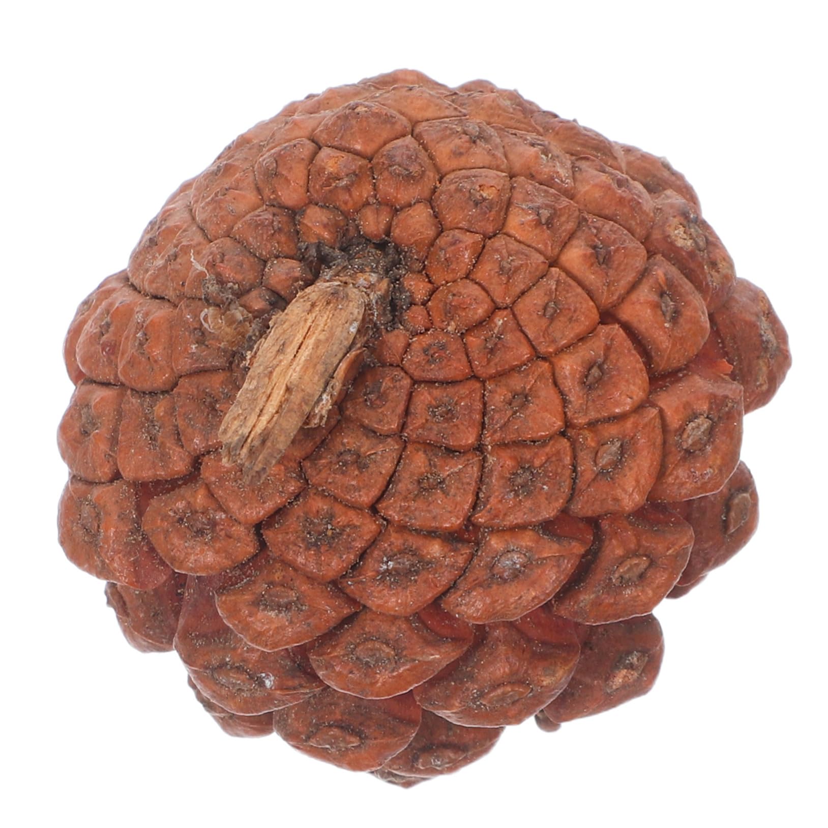 120 Piezas De Piñas Pequeñas Rústicas para Manualidades Mini Piñas Secas Accesorios Decorativos Relleno De Jarrón Café