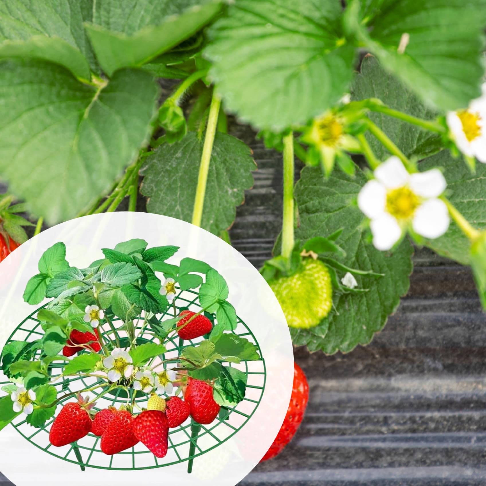 Elevateur Fruits Jardin Supports Fraises Lot De 20 - Élévateur Fruits Anti- Pourriture, Pieds Robustes Fraisier Grimpant A Planter