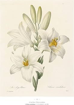 最も美しい花々 ピエール ジョゼフ ルドゥーテ フランス 美術書 画集 最も美しい花々 ピエール ジョゼフ ルドゥーテ フランス 美術書 画集