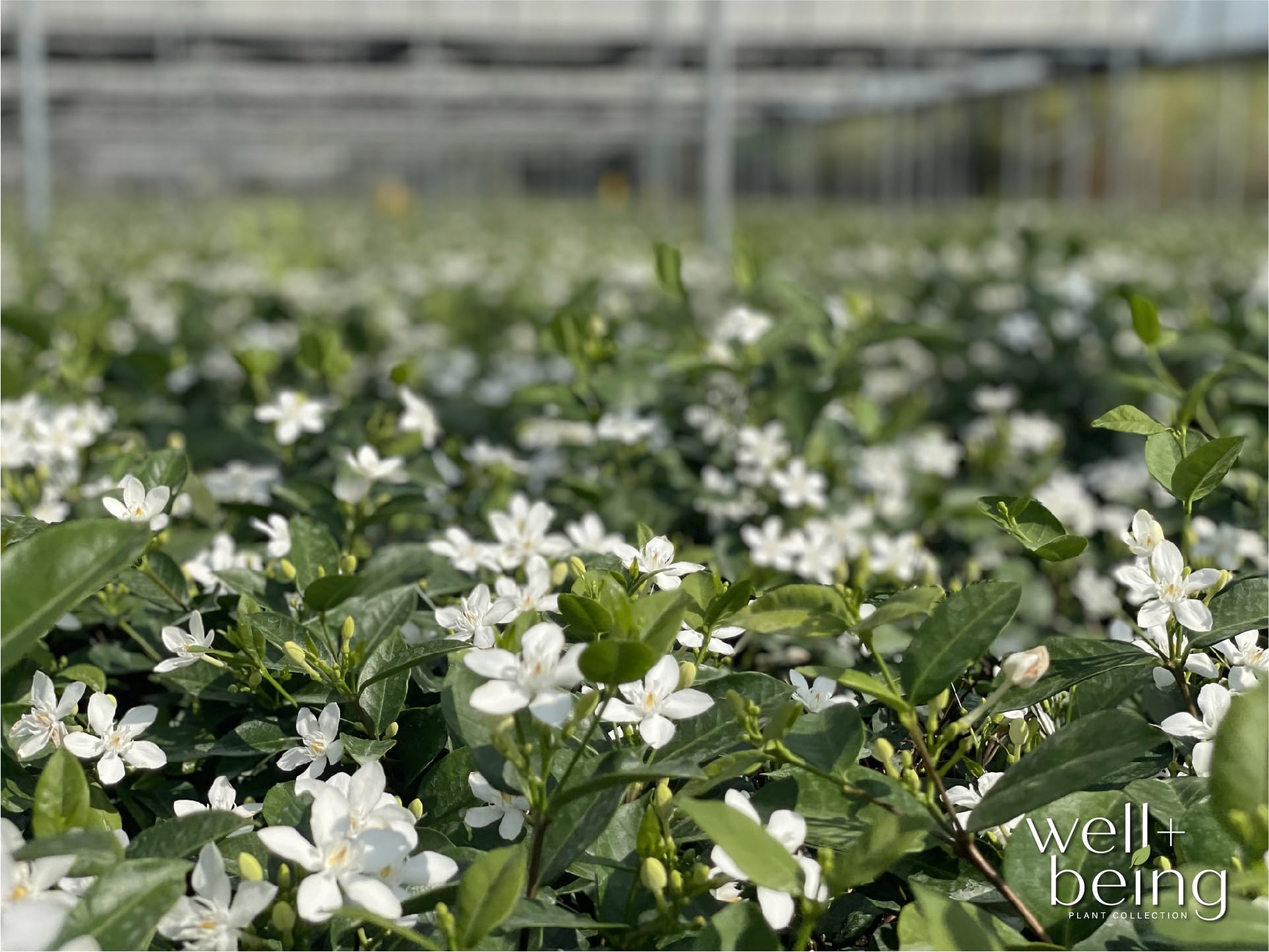 Amazon.com : Nature's Way Farms Jasmine Asian Snow Live Plant (25