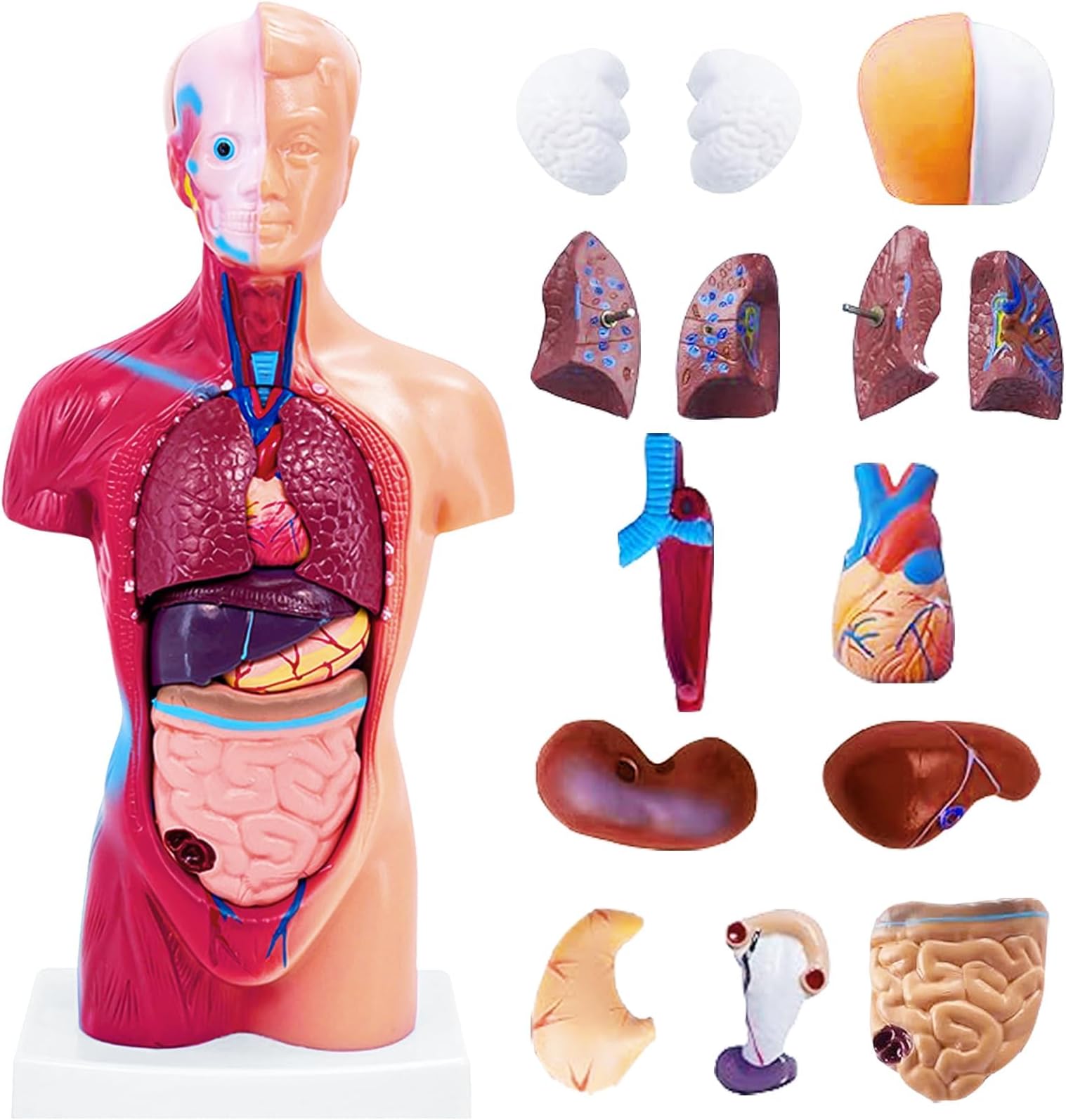 11 inch Human Body Model, 15 Pcs Removable Human Torso Anatomy Model for Student Study,Teaching Demonstration and Medical Education Display