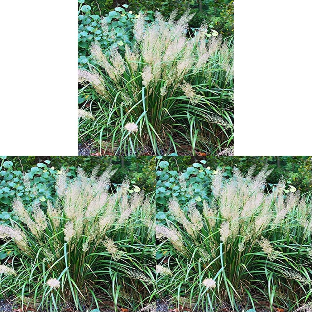 Perennial Farm Marketplace Calamagrostis brachytricha