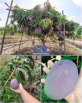 Purple Miyazaki Mango Plant Original Variety - Grafted Japanese Live Fruit Tree Height 3 feet, Pack Of 1 Plant