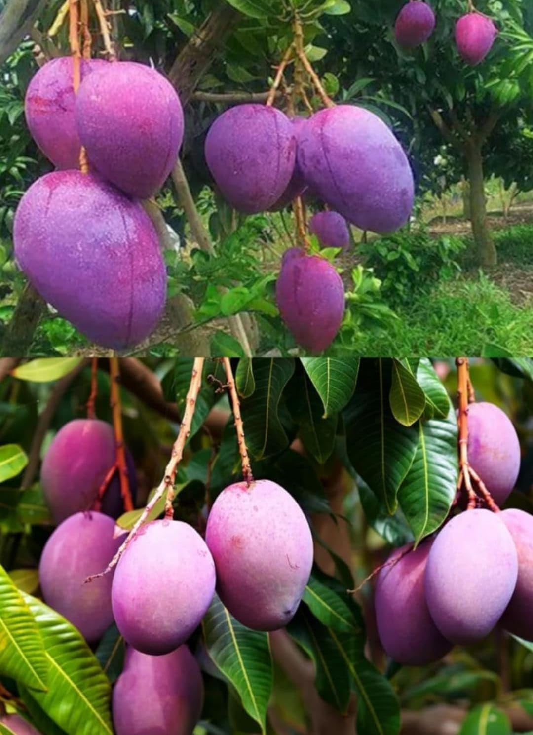 Purple Miyazaki Mango Plant (Combo Pack of 2) Original Purple Miyazaki Mango Plant Rere Variety Grafted Live Fruit Plant Type - Taiyo No Tamago. Plant Hight 2-3 Feet After Fruit 1-2 years (B0CY8MCRTZ) Amazon Price History, Amazon Price Tracker