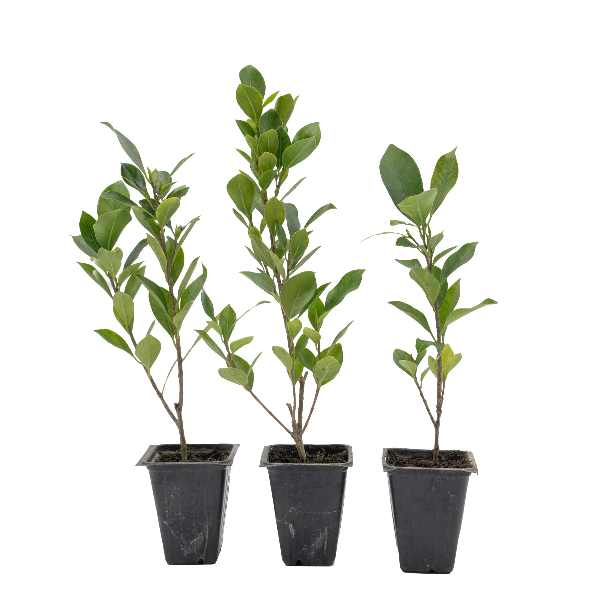 3 Indian Laurel Figs – Live Ficus Nitida Plant – Hardy Evergreen Tree in 2.5” Nursery Cubes – Fast-Growing & Highly Adaptable for Hedges, Screens & Shade