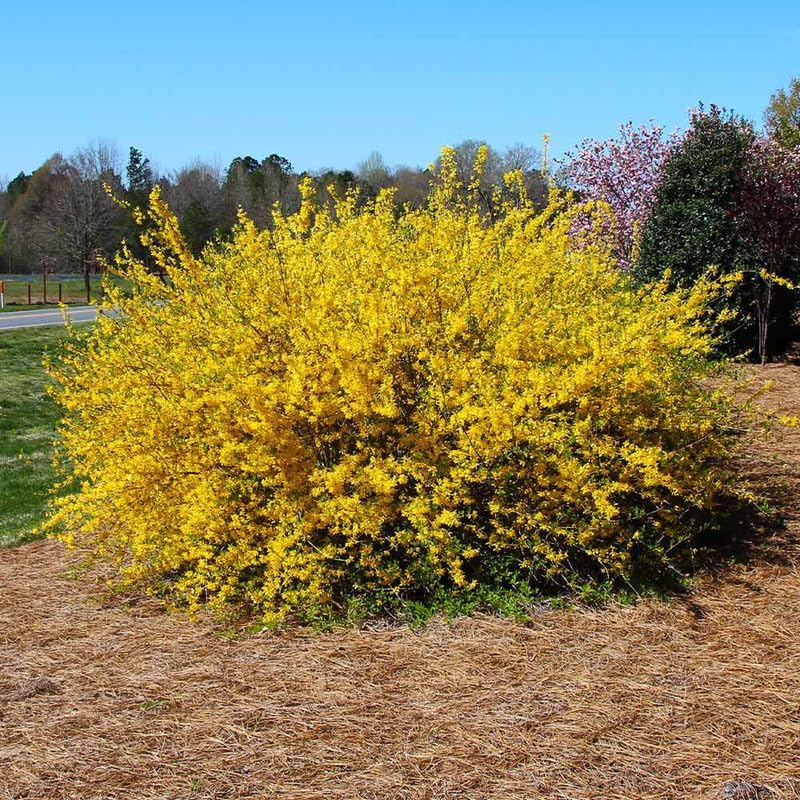 2 Lynwood Gold Forsythia Plants Live for Planting 6 to 12 Inc Tall 4 in Pot, Yellow Forsythia Bushes Live Plants