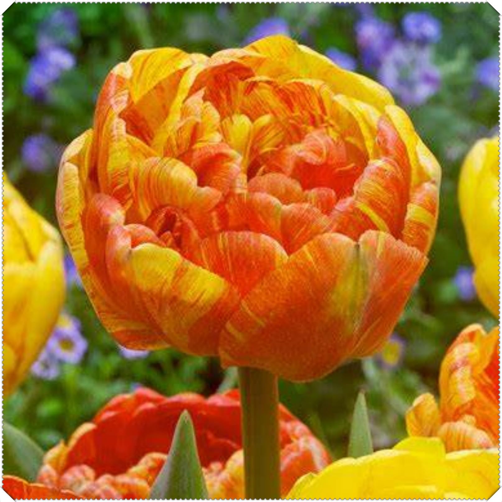 Perennial Double Tulip Spring Flowering Bulbs- Easy to Plant and Maintain- Ideal for Containers- Gardens & Borders | Excellent Display-C-6 Bulbs