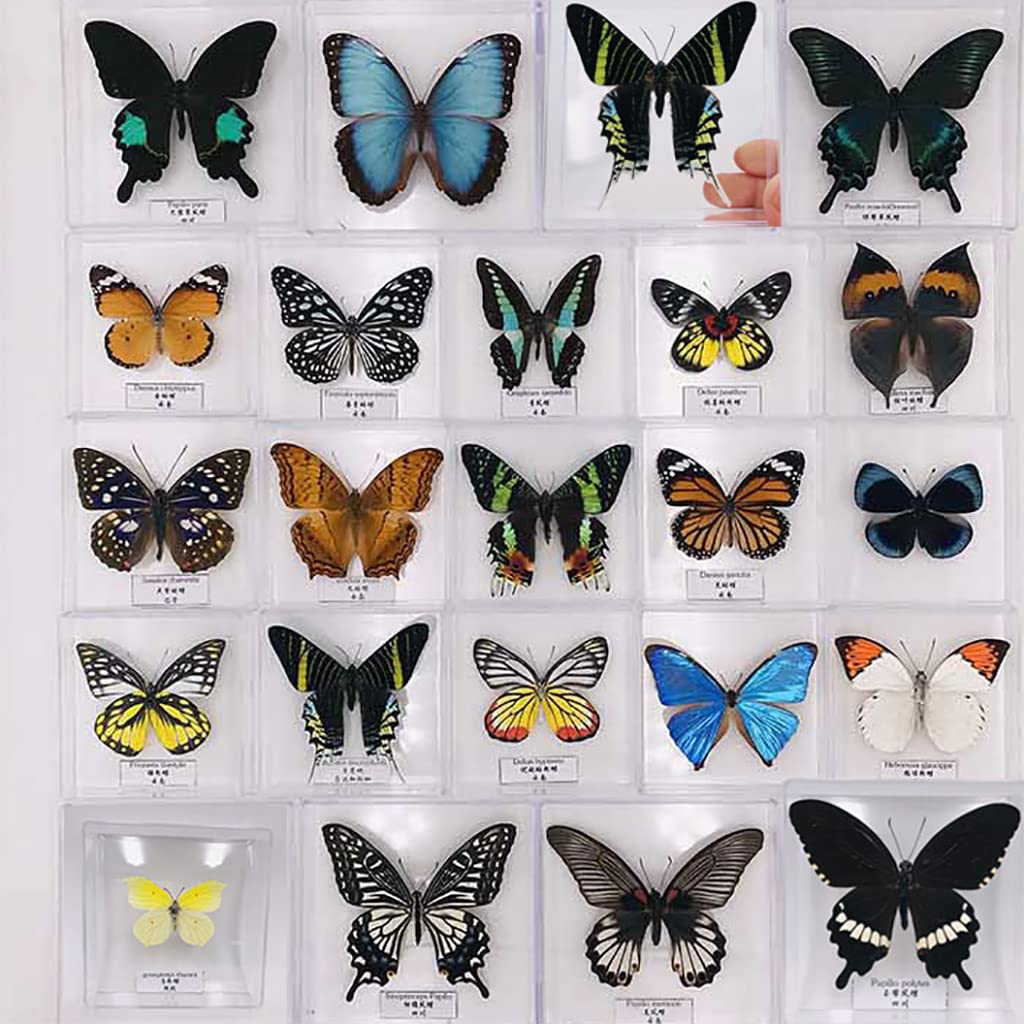 Spécimen d'insecte Papillon Exquis,Vrai Papillon de Taxidermie,Monde des Insectes de la Science de la biologie,Boîte Transparente en Acrylique,Présentoir de Collection