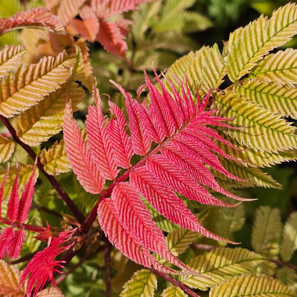 YouGarden Sorbaria 'Crimson Feathers', 9cm Potted Shrub Ready To Plant Hardy Colourful Foliage Garden Border Plant