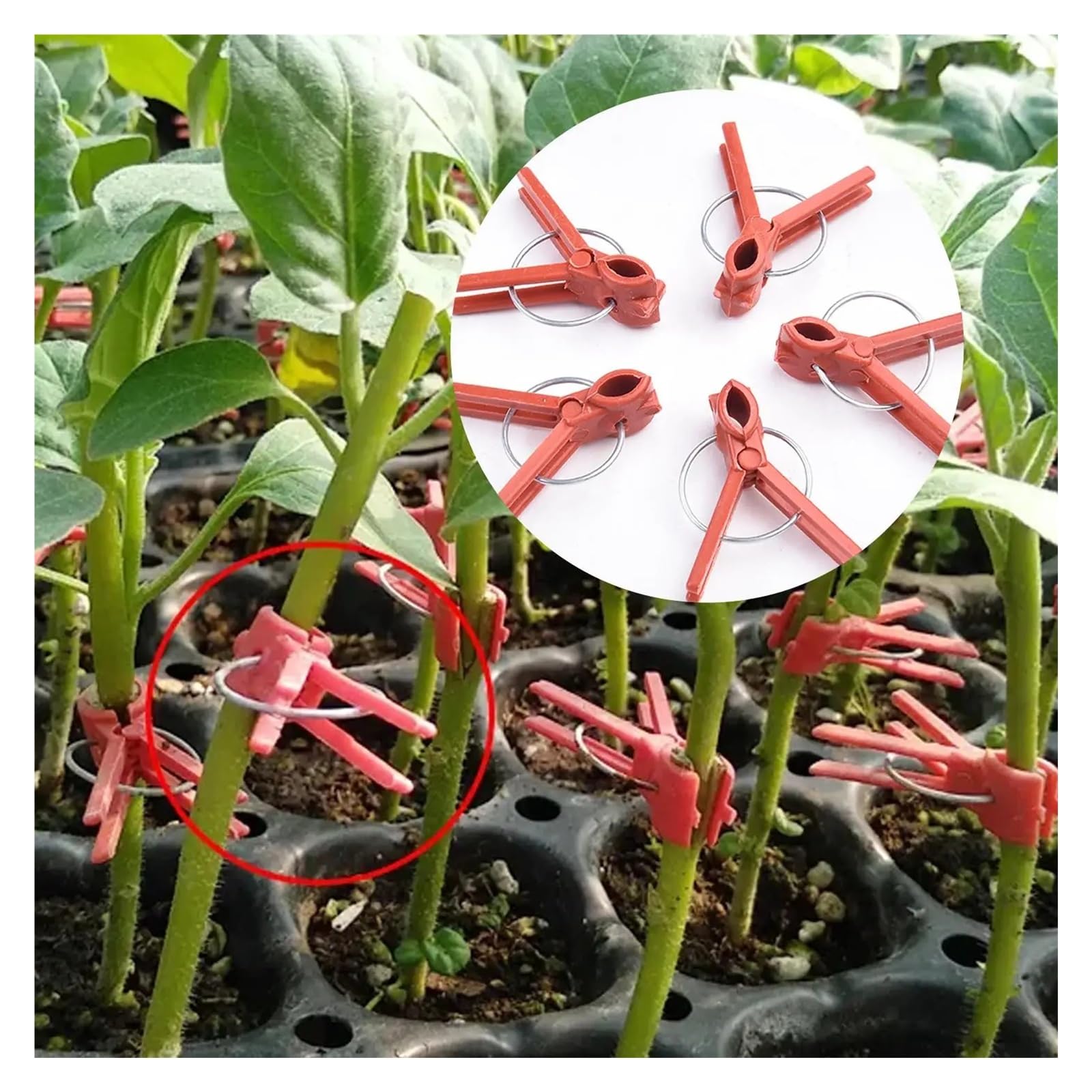 Clip de greffage plantes en plastique, 50 pièces, pince , outil jardinage | Round mouth