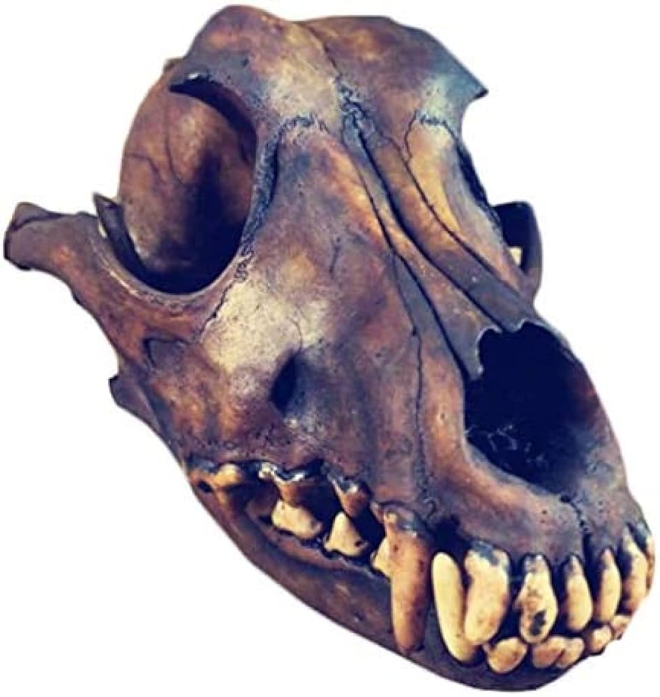 Amazon.co.jp: 本物のオオカミの頭蓋骨標本 - 本物の剥製動物の