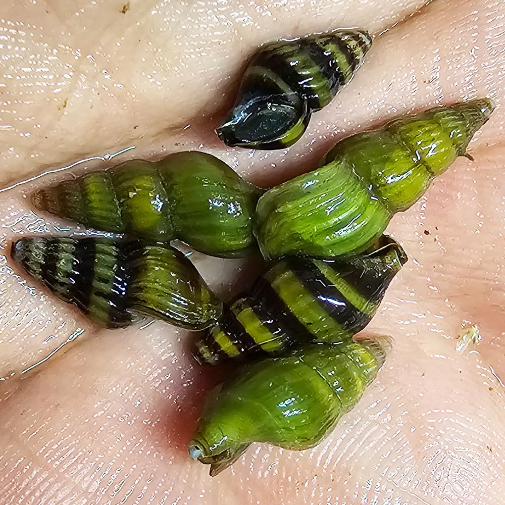 CWP 3x Golden Assassin & 3x Bumble Bee Assassin Snail Mix Pest Snail Killer Fish Tank Aquarium