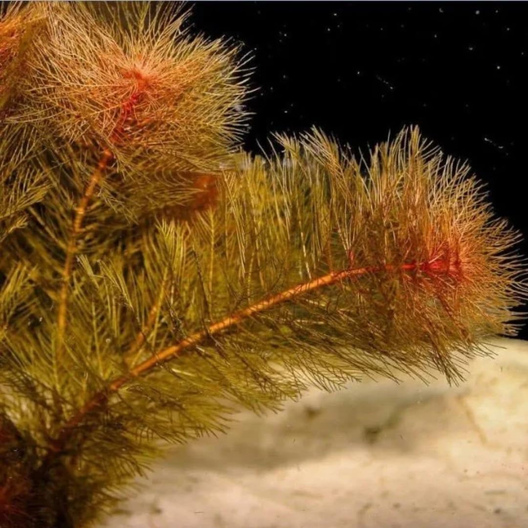 3 X Red Foxtail (Myriophyllum)+ 1 Bonus Plant (Tropical Live Aquarium Plants) 2-Day Arrival