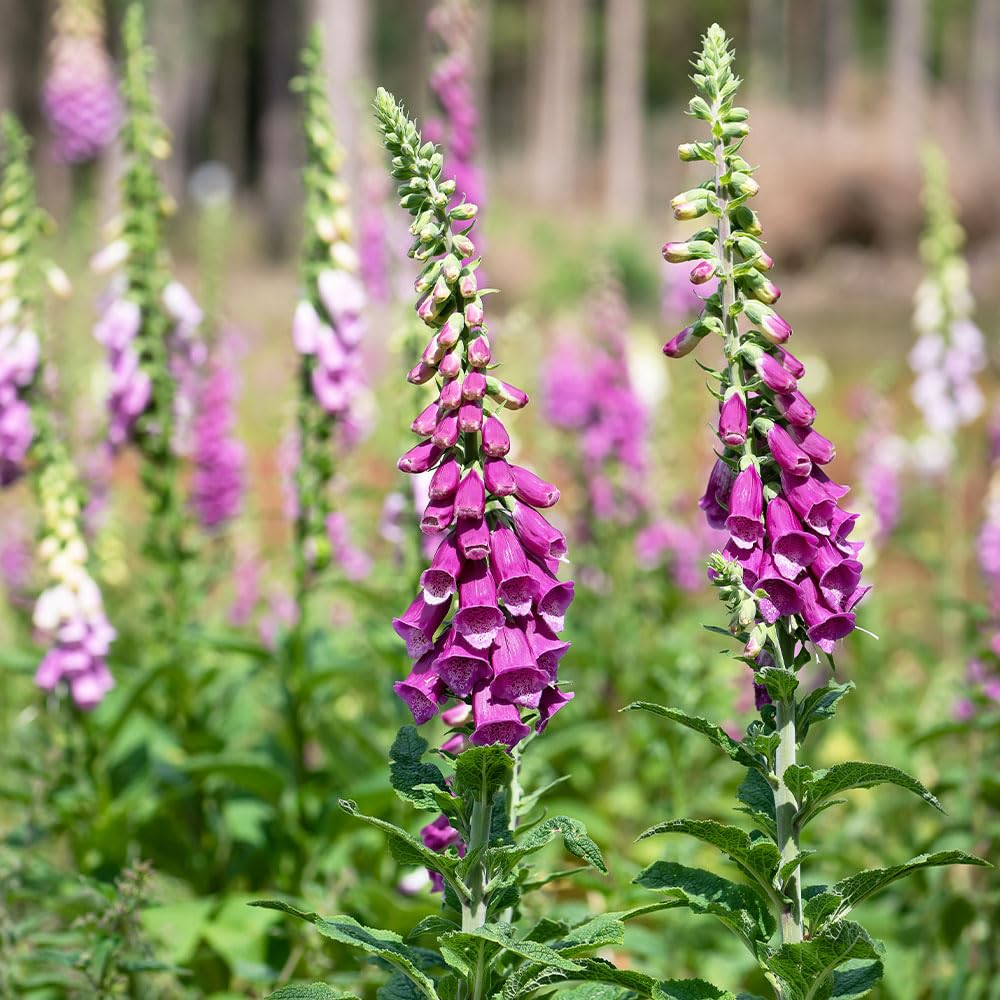 Foxglove Wildflower Seeds – Tall Spikes of Bee-Friendly Blooms – RHS Plants for Pollinators – Hardy Biennial – for Your Beautiful Garden