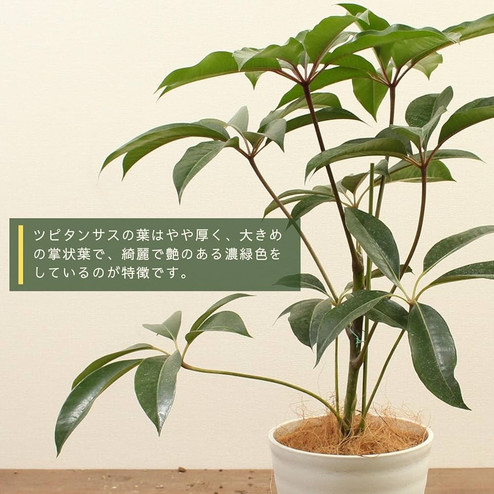 Amazon｜ツピタンサス 7号 受け皿付 【観葉植物 本物 シェフレラ