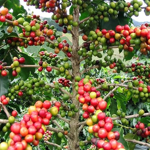 Semillas de frutas para plantar más de 30 semillas de café